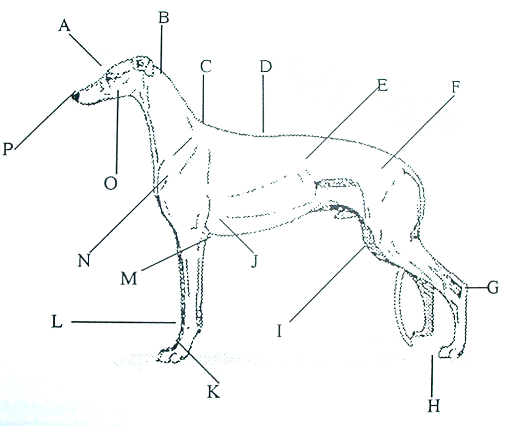 A Humorous Look At The Greyhound Anatomy