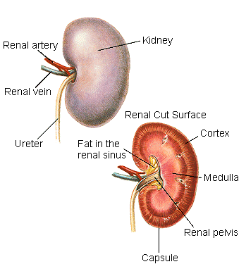 Urinary System Questions Pdf