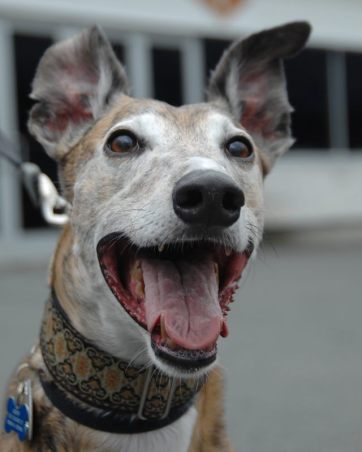 How do you know a greyhound is happy?
