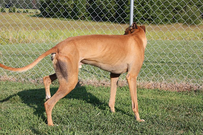 To Pee or Not to Pee: Where? is the Question Greyhound Articles 